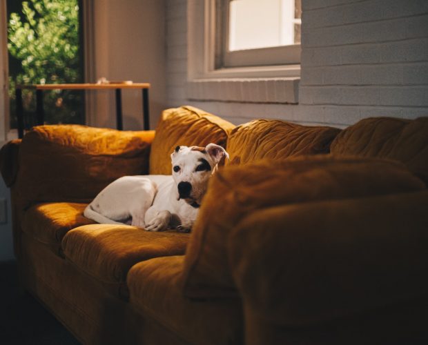 foto perros confinamiento