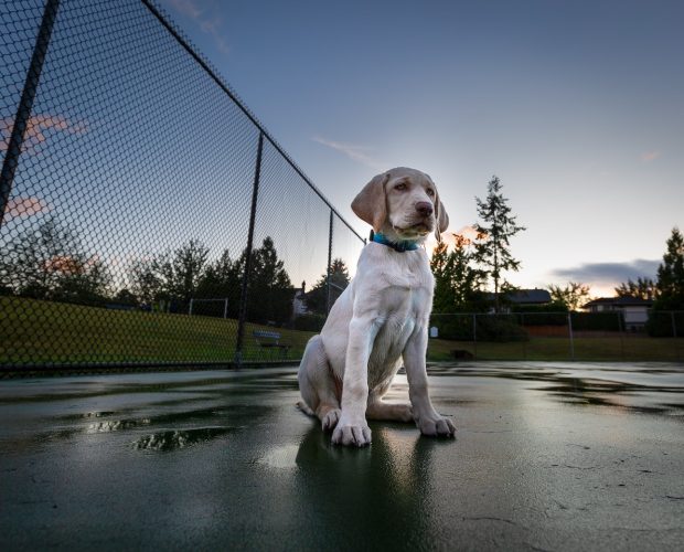 perros y coronavirus