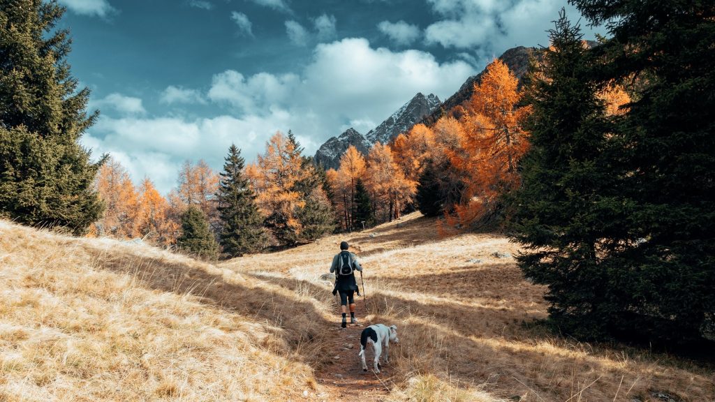 Con estos consejos para viajar con tu perro la diversión durante las vacaciones está asegurada.